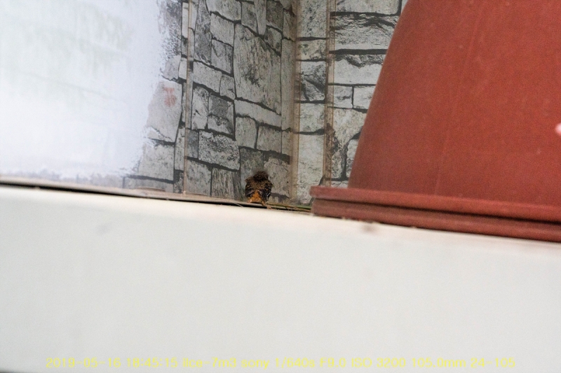daak-20190517-15