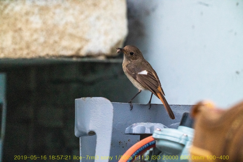daak-20190517-30