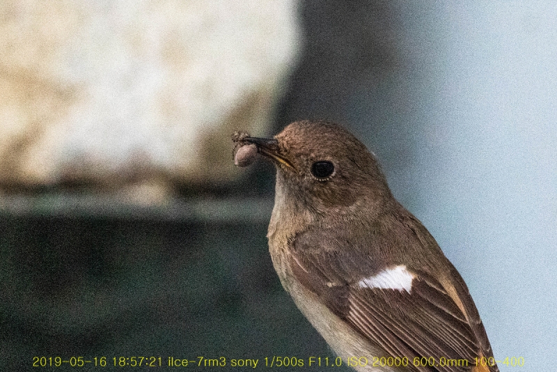 daak-20190517-31