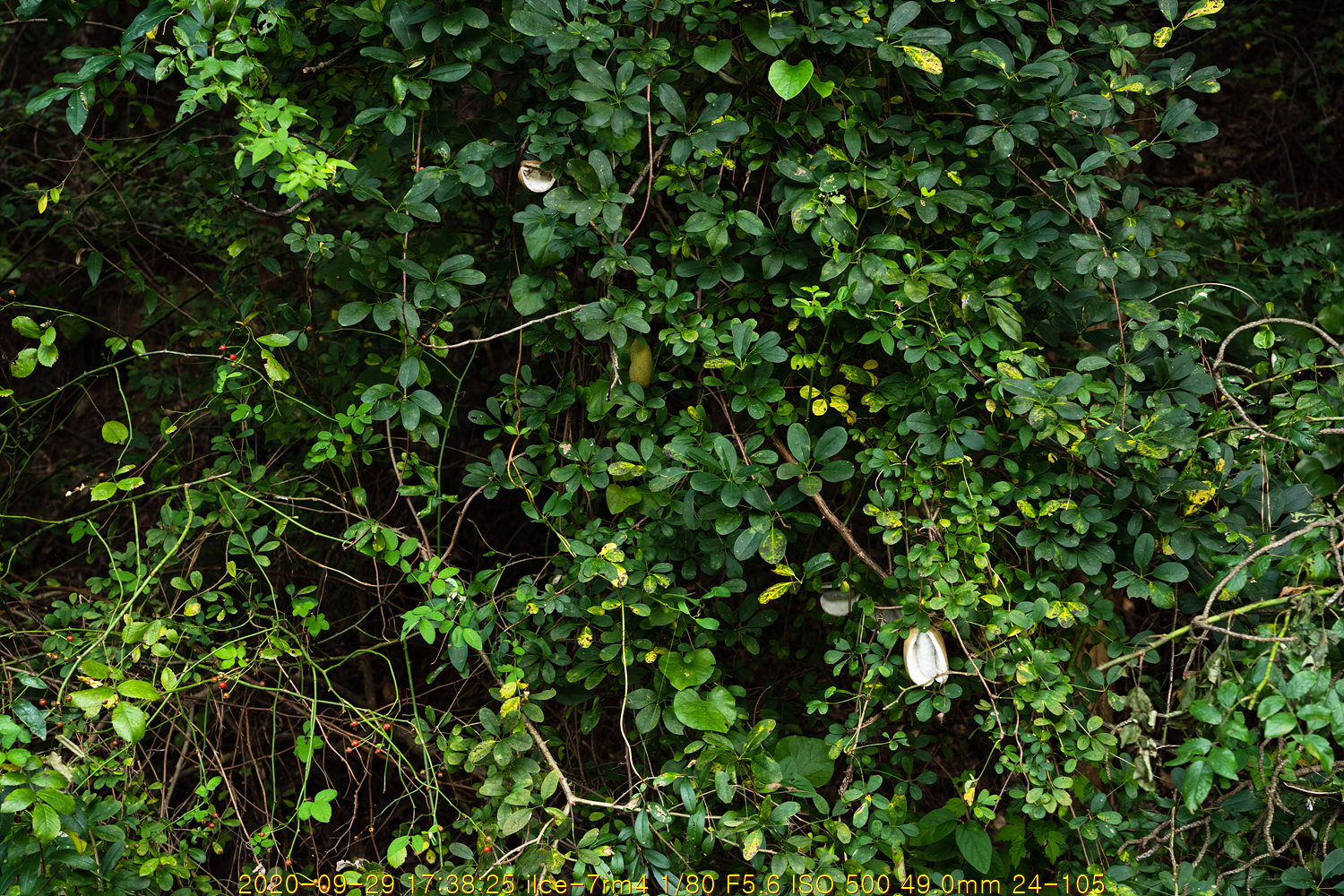 ea20200930-001