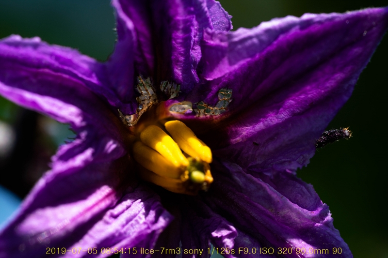 ga-20190706-09
