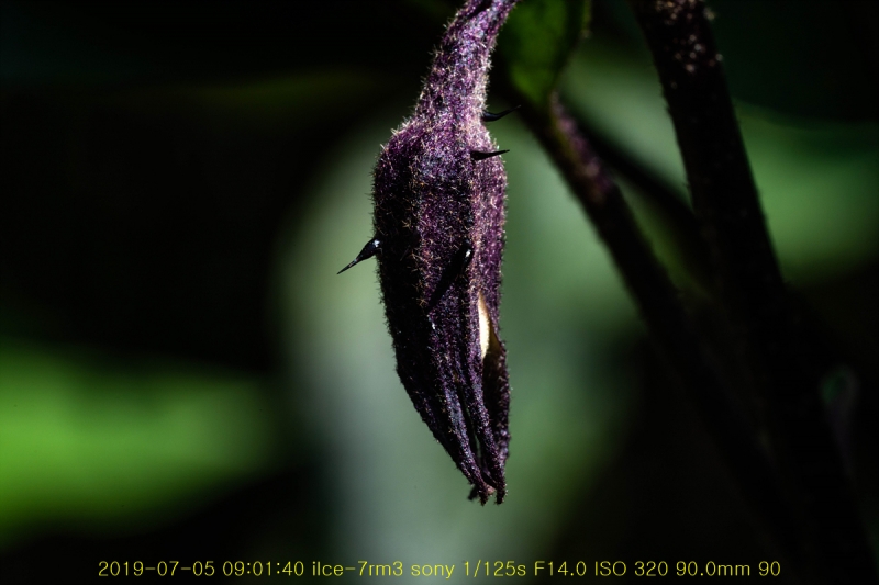 ga-20190706-28