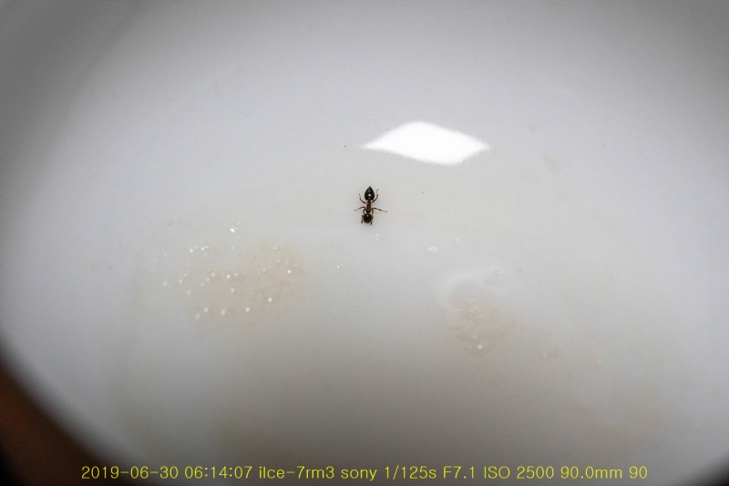 gon-20190630-09