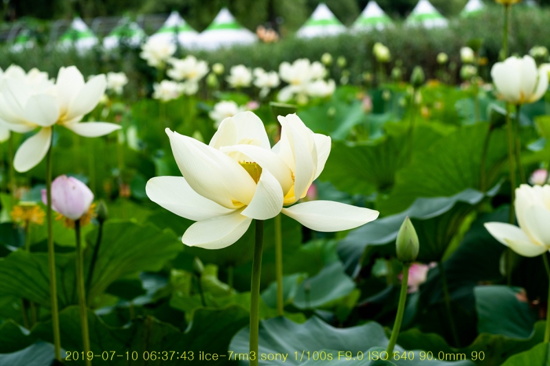gung-20190725-13