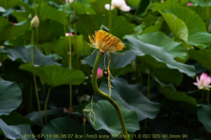 gung-20190725-14