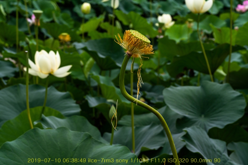 gung-20190725-15
