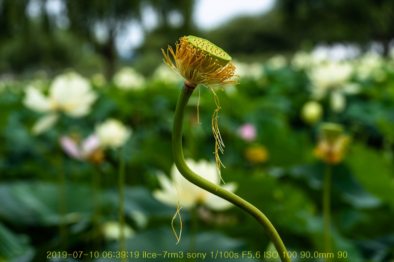 gung-20190725-16