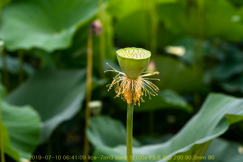 gung-20190725-17