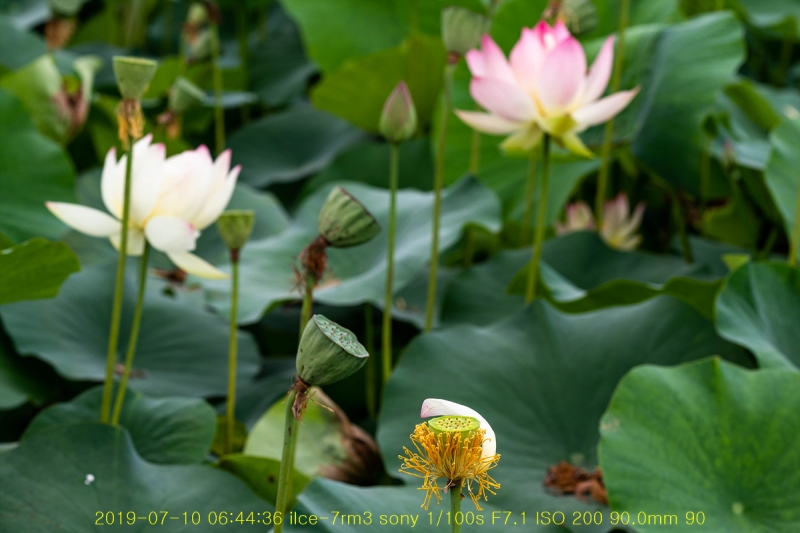 gung-20190725-21