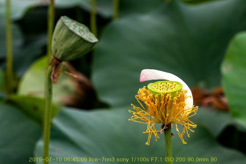 gung-20190725-22