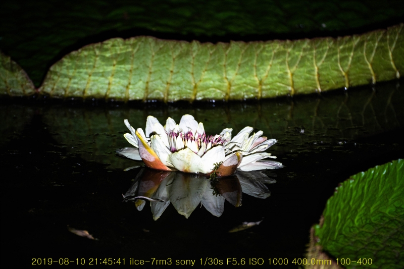 gung-20190811-26