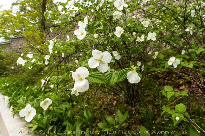 gyeong-20190503-05