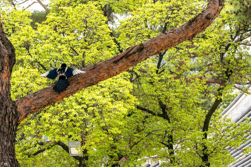 gyeong-20190503-67