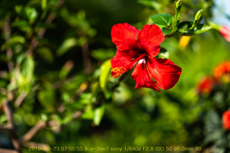 ha-20190623-01