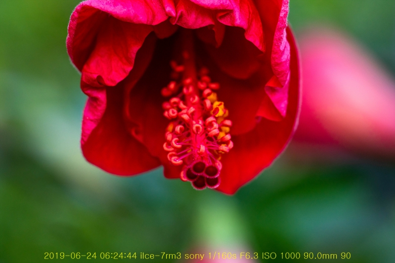 ha-20190625-02