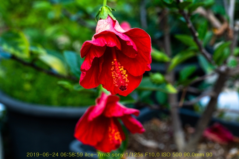 ha-20190625-04
