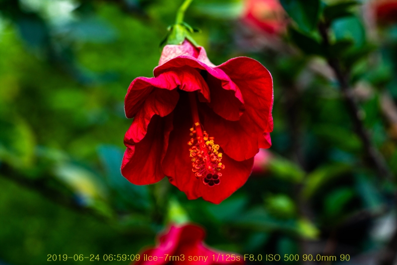 ha-20190625-05