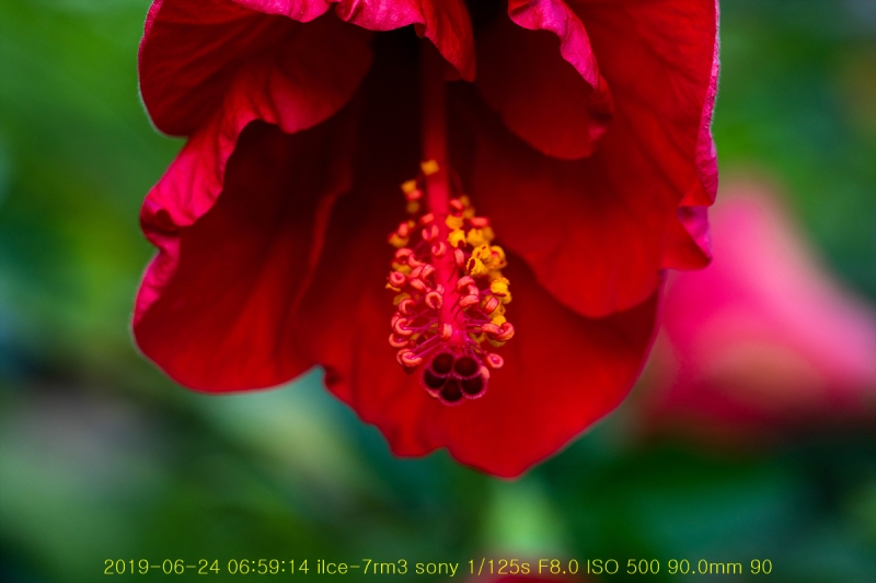 ha-20190625-06