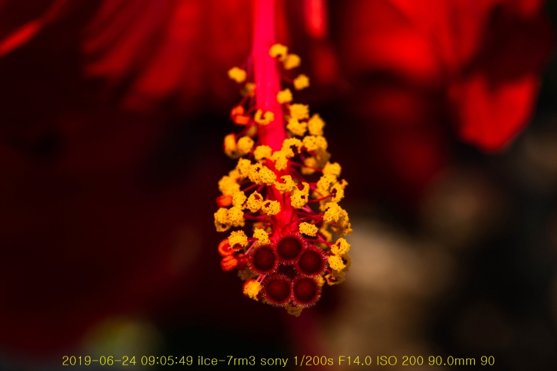 ha-20190625-14