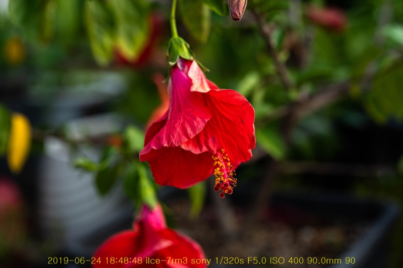 ha-20190625-33