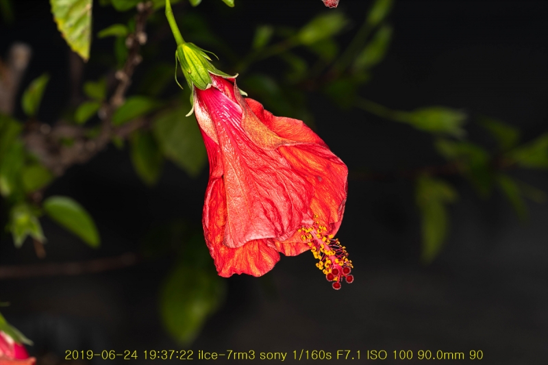 ha-20190625-37