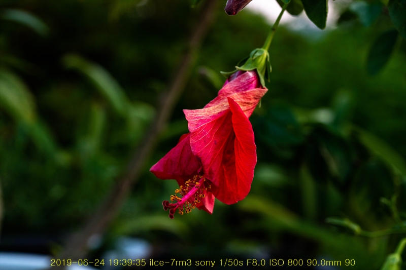 ha-20190625-41