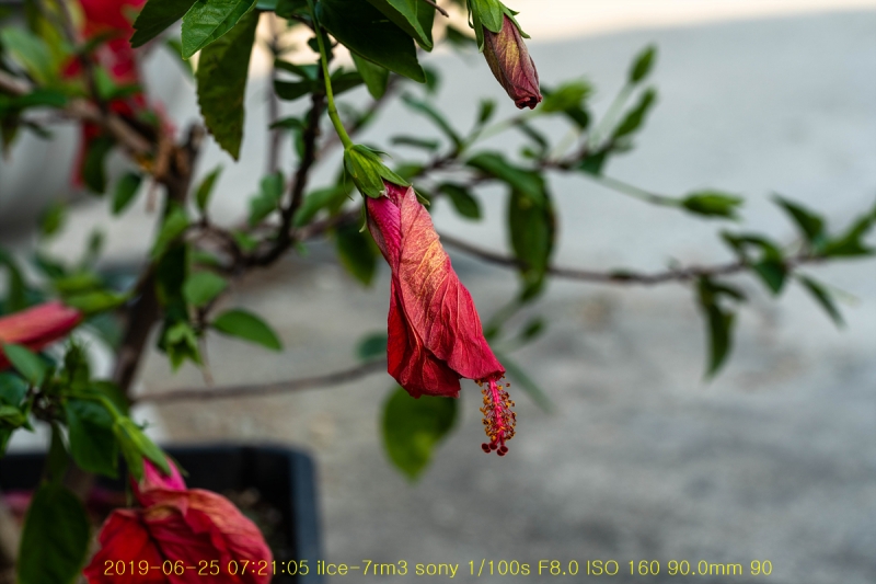 ha-20190625-44