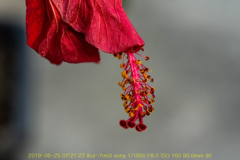 ha-20190625-45