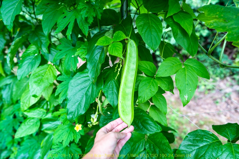 ha-20190818-02