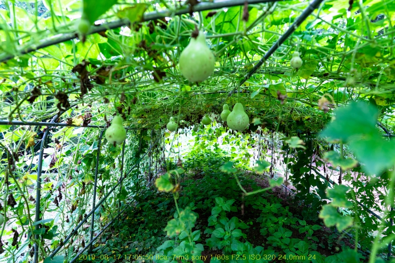 ha-20190818-04
