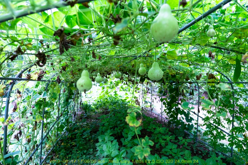 ha-20190818-06