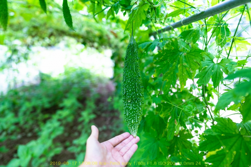 ha-20190818-10