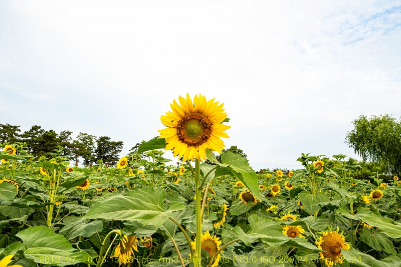 hae-20190715-11