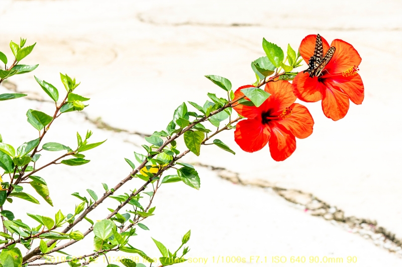 ho-20190723-14