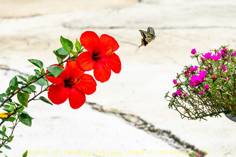 ho-20190723-16