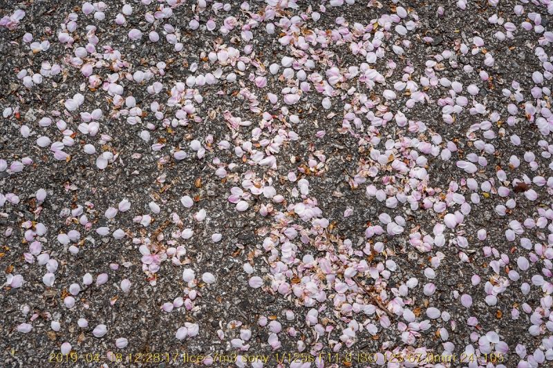 ian-20190418-72