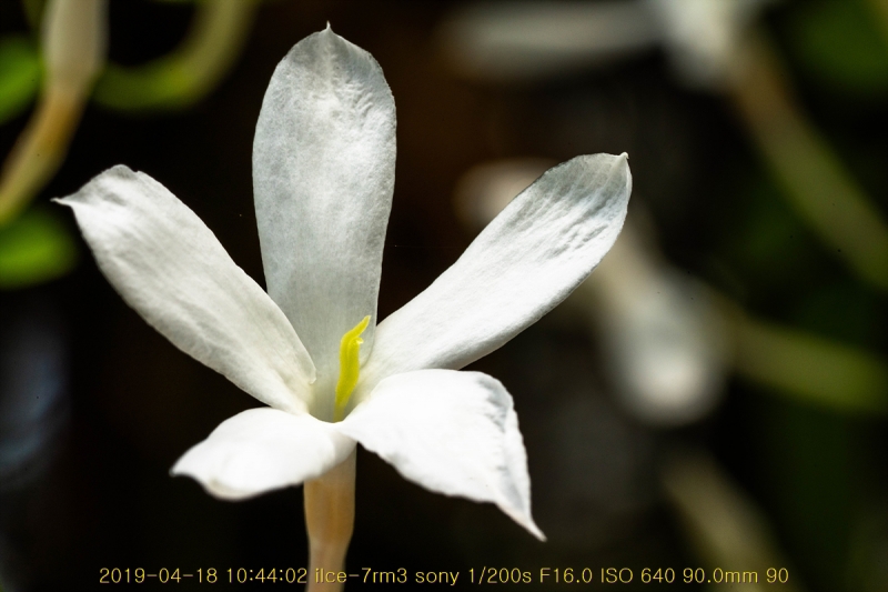 ian-20190418-87