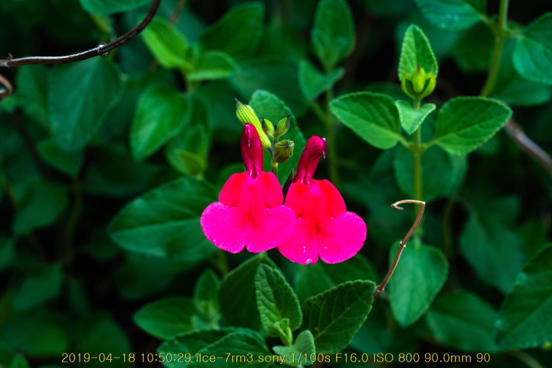 ian-20190418-97