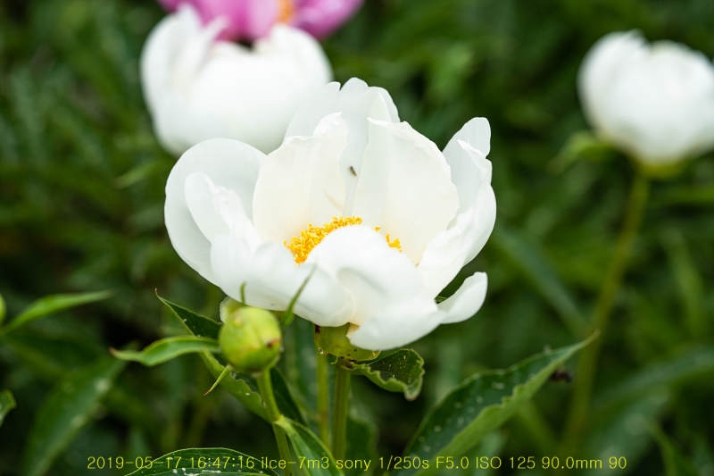 jak-20190517-04