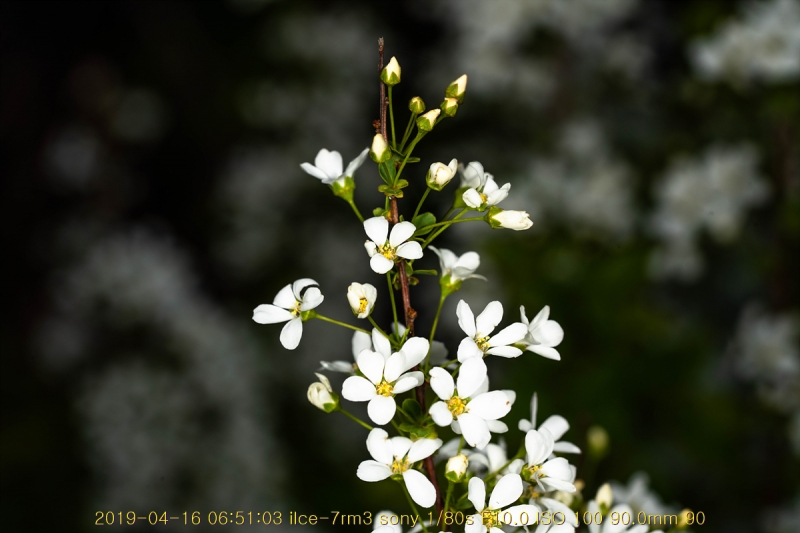 jo-20190417-05