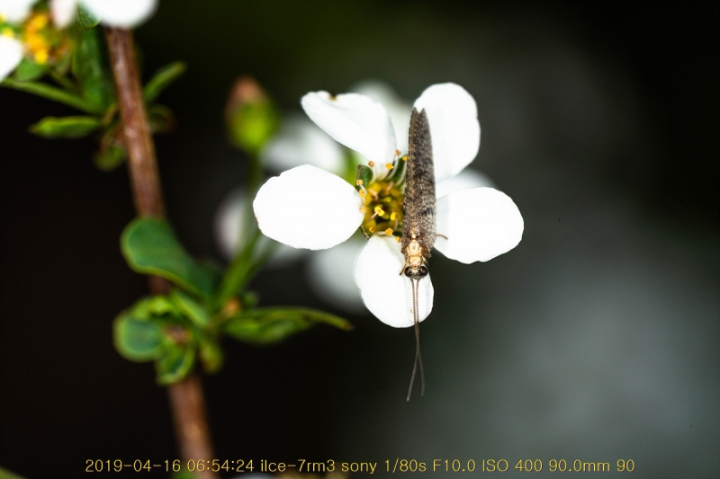 jo-20190417-08