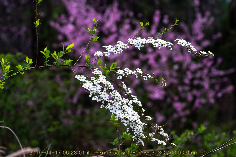 jo-20190417-12