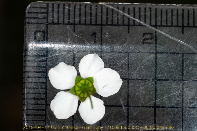 jo-20190417-13