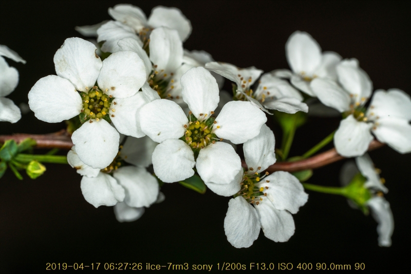 jo-20190417-15