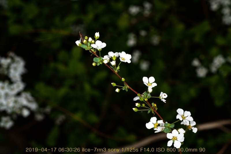 jo-20190417-20