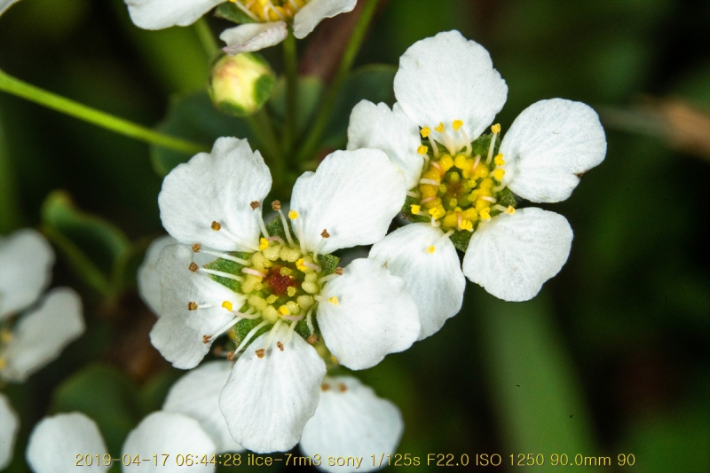 jo-20190417-32