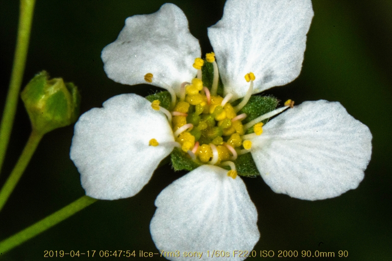 jo-20190417-36