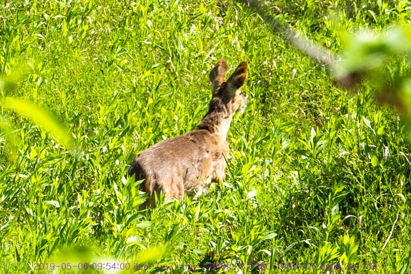 nolu-20190506-02