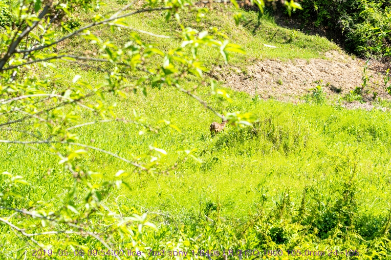 nolu-20190506-03