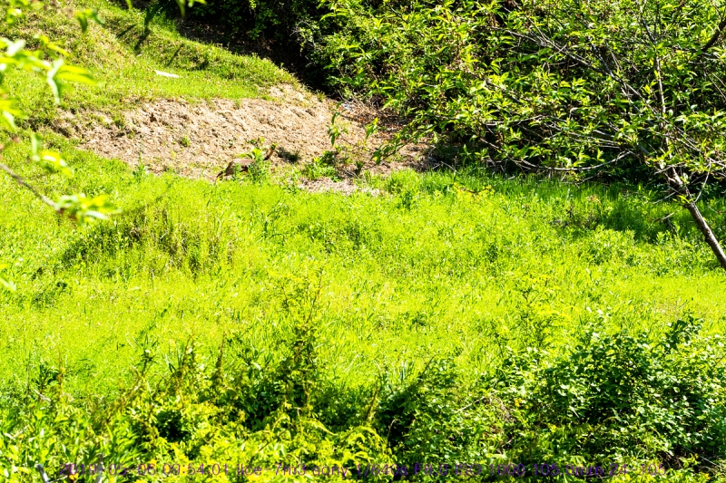 nolu-20190506-04